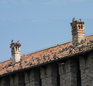 SX19381 Pigeons on Castelvecchio Castle roof, Verona, Italy.jpg